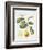 Citrus Bergamot, 1995-Margaret Ann Eden-Framed Premium Giclee Print