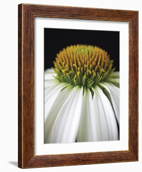 Citrus Coneflower-Assaf Frank-Framed Giclee Print