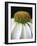 Citrus Coneflower-Assaf Frank-Framed Giclee Print