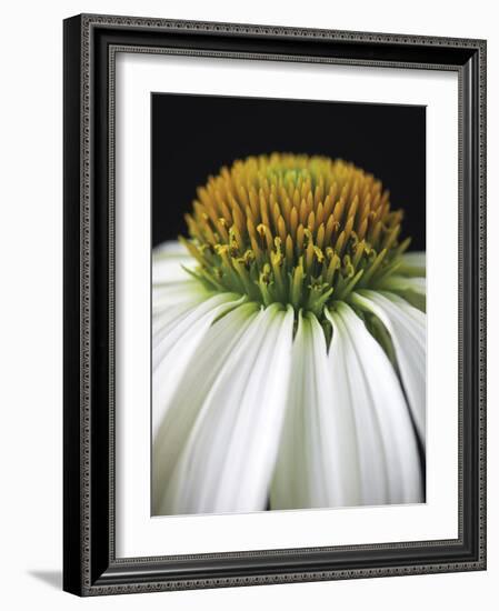 Citrus Coneflower-Assaf Frank-Framed Giclee Print