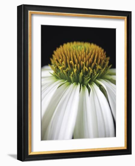 Citrus Coneflower-Assaf Frank-Framed Giclee Print