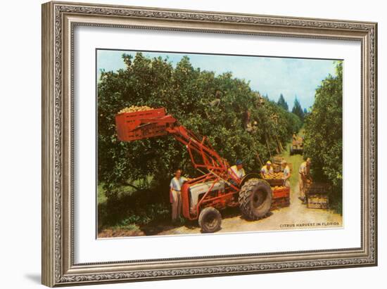 Citrus Harvest in Florida-null-Framed Art Print