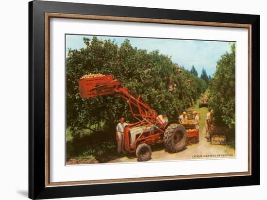 Citrus Harvest in Florida-null-Framed Art Print