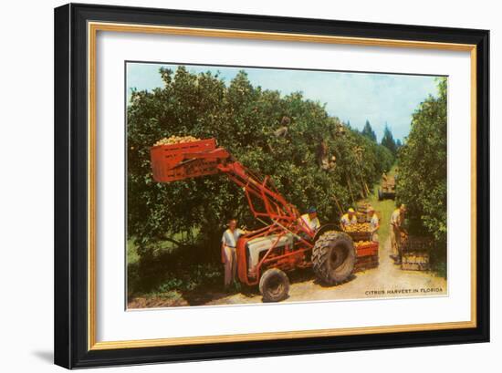 Citrus Harvest in Florida-null-Framed Art Print