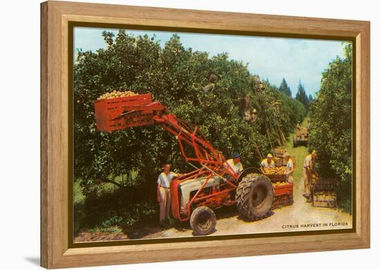 Citrus Harvest in Florida-null-Framed Stretched Canvas
