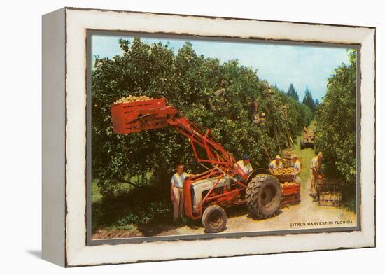 Citrus Harvest in Florida-null-Framed Stretched Canvas