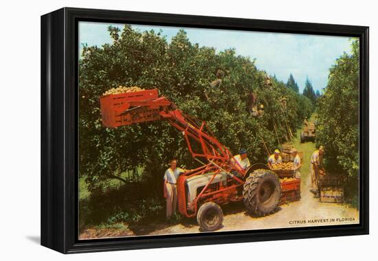 Citrus Harvest in Florida-null-Framed Stretched Canvas