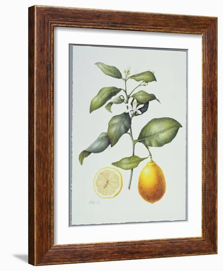 Citrus Limon, 1995-Margaret Ann Eden-Framed Giclee Print