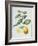 Citrus Limon, 1995-Margaret Ann Eden-Framed Giclee Print