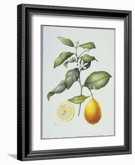 Citrus Limon, 1995-Margaret Ann Eden-Framed Giclee Print