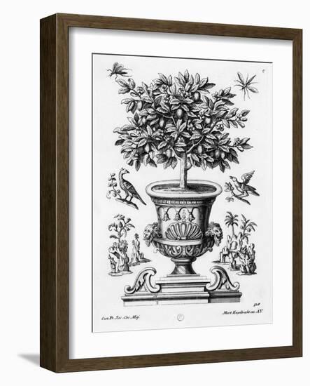 Citrus Trees, C.1735 (Engraving)-Martin Engelbrecht-Framed Giclee Print