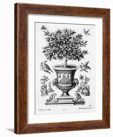 Citrus Trees, C.1735 (Engraving)-Martin Engelbrecht-Framed Giclee Print