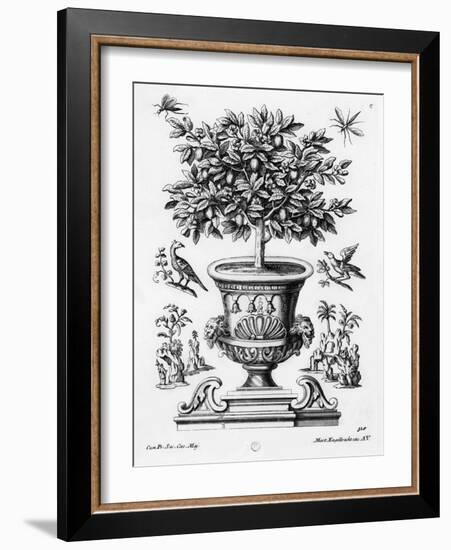 Citrus Trees, C.1735 (Engraving)-Martin Engelbrecht-Framed Giclee Print