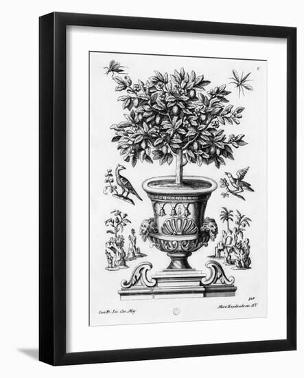 Citrus Trees, C.1735 (Engraving)-Martin Engelbrecht-Framed Giclee Print