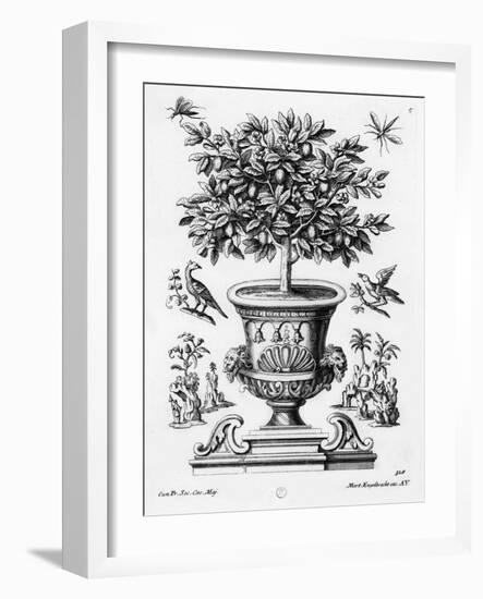 Citrus Trees, C.1735 (Engraving)-Martin Engelbrecht-Framed Giclee Print