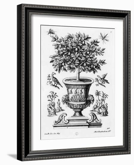 Citrus Trees, C.1735 (Engraving)-Martin Engelbrecht-Framed Giclee Print