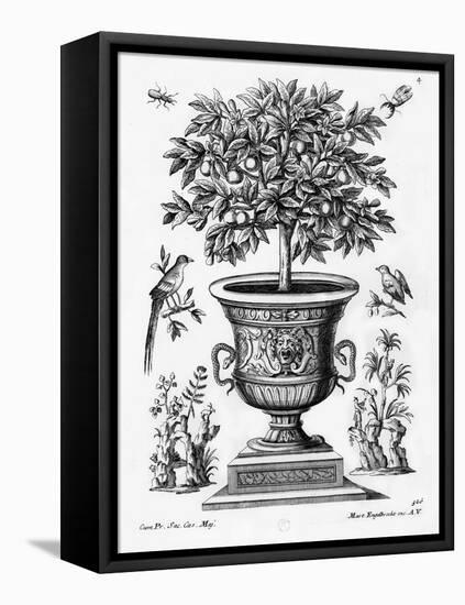 Citrus Trees, C.1735 (Engraving)-Martin Engelbrecht-Framed Premier Image Canvas