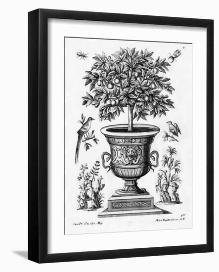 Citrus Trees, C.1735 (Engraving)-Martin Engelbrecht-Framed Giclee Print