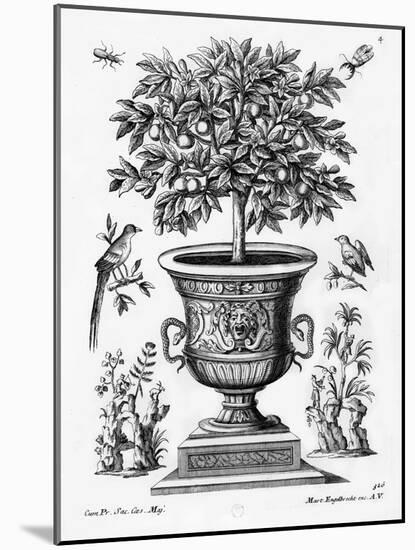 Citrus Trees, C.1735 (Engraving)-Martin Engelbrecht-Mounted Giclee Print