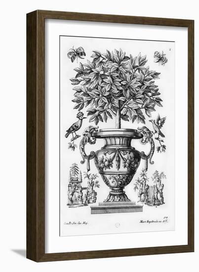 Citrus Trees, C.1735 (Engraving)-Martin Engelbrecht-Framed Giclee Print