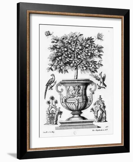 Citrus Trees, C.1735 (Engraving)-Martin Engelbrecht-Framed Giclee Print