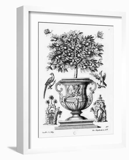 Citrus Trees, C.1735 (Engraving)-Martin Engelbrecht-Framed Giclee Print