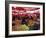 City's Market, Dolac, Zagreb, Croatia-Ken Gillham-Framed Photographic Print