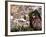 City View Including the Church of San Diego, Guadalajara, Mexico-Charles Sleicher-Framed Photographic Print