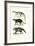 Civet, 1824-Karl Joseph Brodtmann-Framed Giclee Print