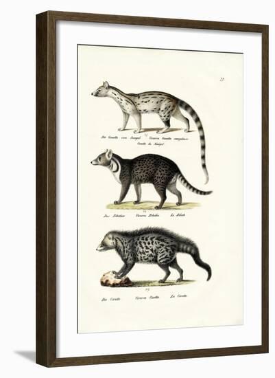 Civet, 1824-Karl Joseph Brodtmann-Framed Giclee Print