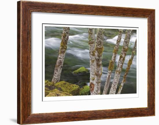 Clackamas River II-Donald Paulson-Framed Giclee Print