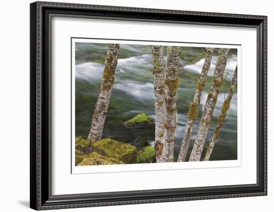 Clackamas River II-Donald Paulson-Framed Giclee Print