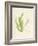 Cladophora laetivirens-Henry Bradbury-Framed Giclee Print