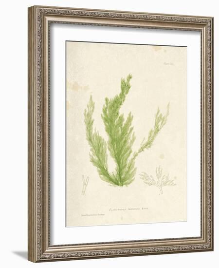 Cladophora laetivirens-Henry Bradbury-Framed Giclee Print