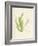 Cladophora laetivirens-Henry Bradbury-Framed Giclee Print