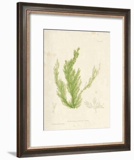 Cladophora laetivirens-Henry Bradbury-Framed Giclee Print