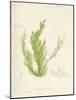Cladophora laetivirens-Henry Bradbury-Mounted Giclee Print