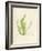Cladophora laetivirens-Henry Bradbury-Framed Giclee Print