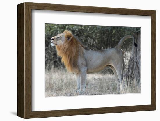 Claiming Territory-Scott Bennion-Framed Photo