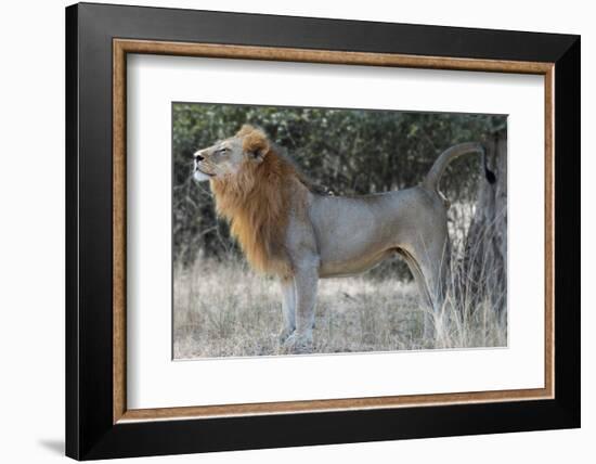 Claiming Territory-Scott Bennion-Framed Photo