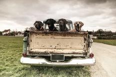 Labradors in a Vintage Truck-claire norman-Photographic Print