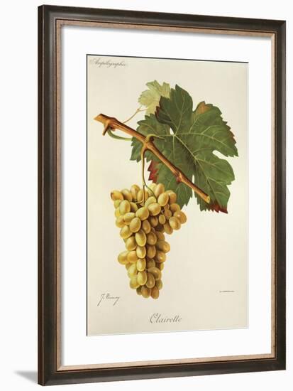 Clairette Grape-J. Troncy-Framed Giclee Print