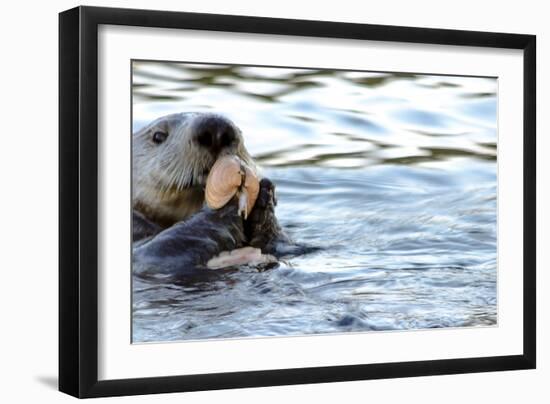 Clam Bake Otter Style-Latitude 59 LLP-Framed Photographic Print