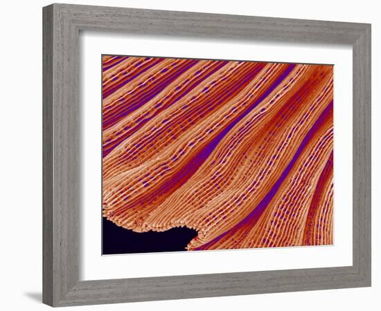 Clam's Gill, SEM-Susumu Nishinaga-Framed Photographic Print