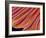 Clam's Gill, SEM-Susumu Nishinaga-Framed Photographic Print