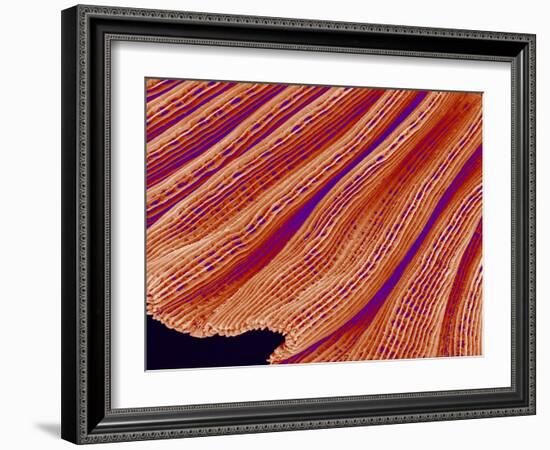 Clam's Gill, SEM-Susumu Nishinaga-Framed Photographic Print