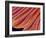 Clam's Gill, SEM-Susumu Nishinaga-Framed Photographic Print