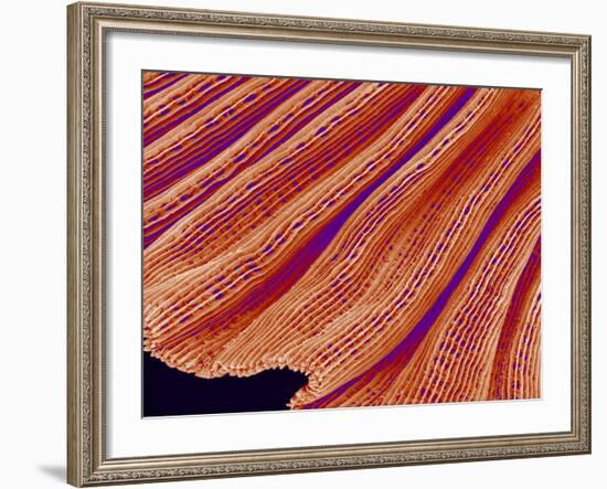 Clam's Gill, SEM-Susumu Nishinaga-Framed Photographic Print