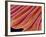 Clam's Gill, SEM-Susumu Nishinaga-Framed Photographic Print