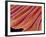 Clam's Gill, SEM-Susumu Nishinaga-Framed Photographic Print